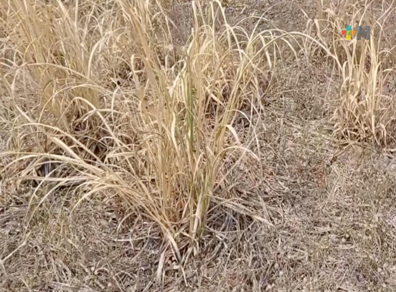 Este 2024 está considerado el año más seco para Veracruz